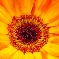 特写镜头橙色非洲菊花与软焦点花背景
