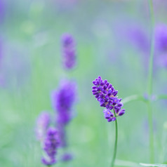 蓝色的紫罗兰色的花薰衣草场背景软焦点