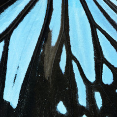 自然纹理派生的从蓝色的蝴蝶翼背景