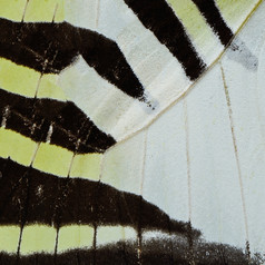 自然纹理派生的从黄色的蝴蝶翼背景