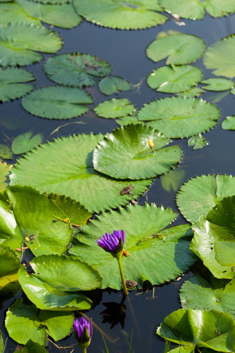 <strong>莲</strong>花而且<strong>莲花池</strong>塘的<strong>莲花池</strong>塘在那里是很多<strong>莲</strong>花叶子的公园