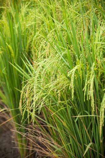 大米而且大米字段谷物大米的大米字段农业区域