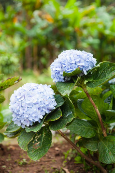 紫色的花小花的花园小灌木