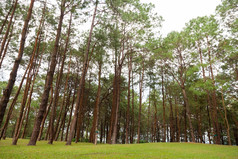 松树日益增长的的长满草的诺尔松日益增长的的草坪上山的公园