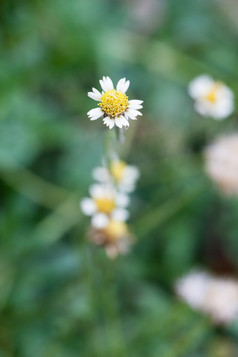 小白色花花草花是小白色