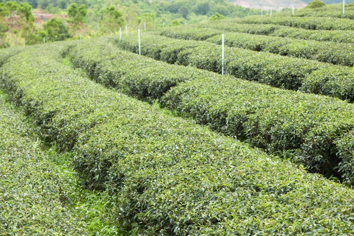 种植园种植与茶种植园农民成长茶树山区域为种植园