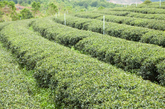 种植园种植与茶种植园农民成长茶树山区域为种植园