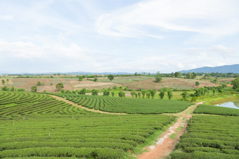 种植园种植与茶种植园农民成长茶树山区域为种植园