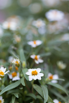 小白色花与黄色的雄蕊完整的布鲁姆的花园