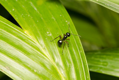 黑色的蚂蚁栖息分支黑色的蚂蚁觅食区域分支机构和为受害者