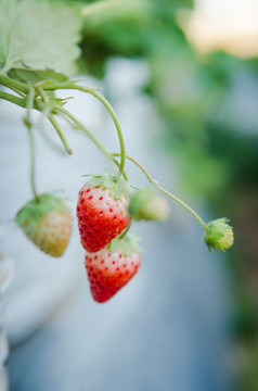 特写镜头草莓水果农场