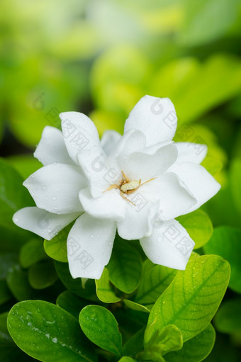 漂亮的栀子花花栀子花jasminoides<strong>盛开</strong>的美丽的早....的绿色叶花园<strong>背景</strong>