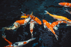 摘要游泳锦 鲤鲤鱼鱼日本鲤属卡皮奥美丽的颜色变化使用背景插图