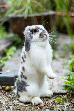 兔子那是白色和黑色的那可爱的和明亮的运动放松