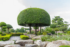 开花岩石花园春天