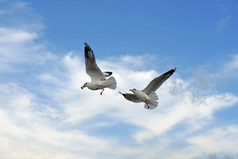 集团飞行海鸥鸟美丽的天空背景