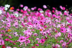 照片色彩斑斓的属Zinnia宇宙花的花园