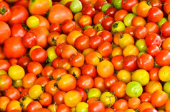 集团西红柿