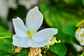 雪兰花