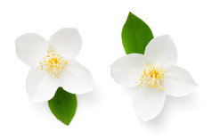 茉莉花花与叶孤立的白色背景视图从以上茉莉花花与叶孤立的白色