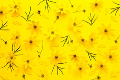 黄色的花背景金鸡菊verticillata萨格勒布平躺前视图春天黄色的花背景金鸡菊verticillata萨格勒布