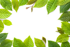叶子框架鹅耳枥叶子孤立的在白色背景平躺前视图框架使鹅耳枥绿色叶子孤立的