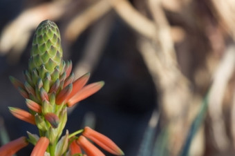 巴德蓝色的芦荟植物热宽容哈代沙漠植物那最喜欢的蜂鸟使用为景观和医学位置亚利桑那州声沙漠博物馆图森亚利桑那州美国rsquo索诺兰沙漠沙漠地区