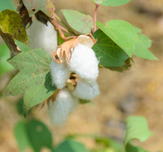 棉花铃Gossypium植物