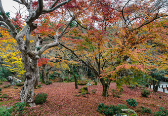 秋天枫木树叶花园延光寺寺庙《京都议定书》日本