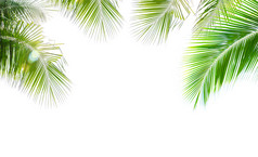 绿色离开椰子棕榈树与镜头耀斑孤立的白色背景