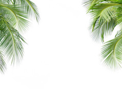 绿色离开椰子棕榈树孤立的白色背景