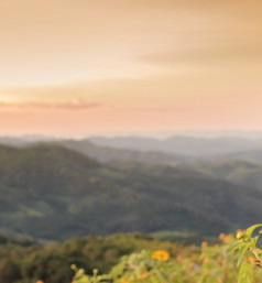 模糊图像金日出山景观与野生墨西哥向日葵盛开的谷泰国