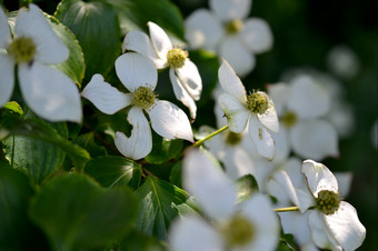 东部开花山<strong>茱萸</strong>山 <strong>茱萸</strong>福尔斯霍滕荷兰