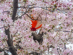 色彩斑斓的纸灯笼隐藏在日本樱桃花朵日本灯笼与樱桃花朵