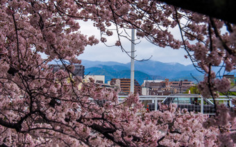 日本《京都议定书》4月盛开的樱<strong>桃</strong>花朵与城市和山模糊背景盛开的樱<strong>桃</strong>花朵与城市和山
