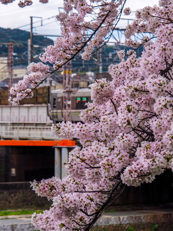 日本《京都议定书》4月盛开的樱<strong>桃</strong>花朵与火车通过模糊背景火车通过背景盛开的樱<strong>桃</strong>花朵