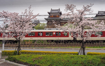 日本郡山4月火车通过传统的日本城堡与樱桃花朵奈良日本火车通过传统的日本城堡与樱桃花朵