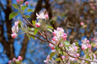 盛开的苹果树分支苹果树花朵春天苹果树花朵春天盛开的苹果树分支
