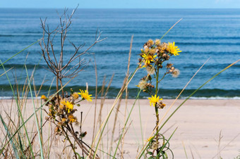 小黄色的花的海黄色的花的沙子的海滩黄色的花的沙子的海滩