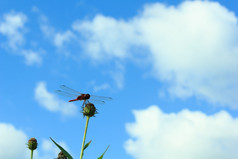 蜻蜓栖息花与蓝色的天空