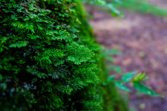 蕨类植物和其他植物的森林自然蕨类植物叶装饰特写镜头照片热带绿色植物前视图蕨类植物叶模式绿色树叶与绿色蕨类植物叶