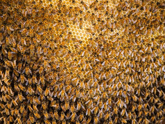 集团蜜蜂工作蜂窝蜂房养蜂场