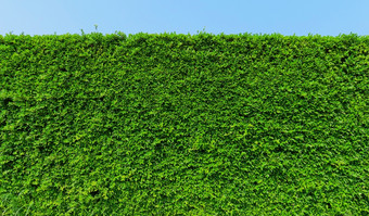 绿色叶植物墙<strong>长</strong>绿色对冲绿色叶子墙