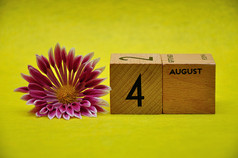 8月木块与粉红色的和白色Aster黄色的背景