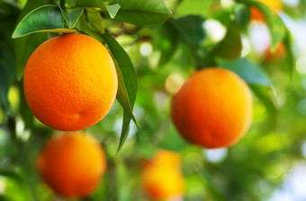 成熟的<strong>橙子</strong>特写镜头<strong>树</strong>成熟的<strong>橙子</strong>特写镜头