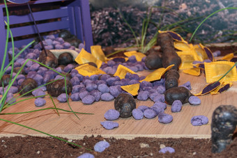 紫罗兰色的饺子木董事会新意大利意大利面从紫罗兰色的土豆
