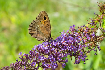 特写镜头蝴蝶花模糊的背景蝴蝶花花园自然