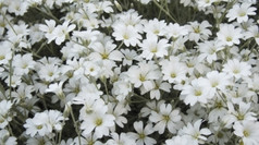 铈小白色花春天开花看起来就像雪花