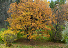 树与下降叶子快乐的公园