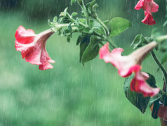 红色的盛开的佩妮花能视图从的窗口与雨滴的玻璃potpourries与佩妮模糊的背景